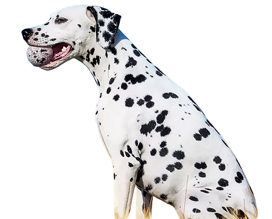 Dogatto – zdrowe i bezpieczne zabawki dla Twojego pupil