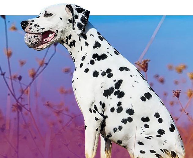 Dogatto – zdrowe i bezpieczne zabawki dla Twojego pupil