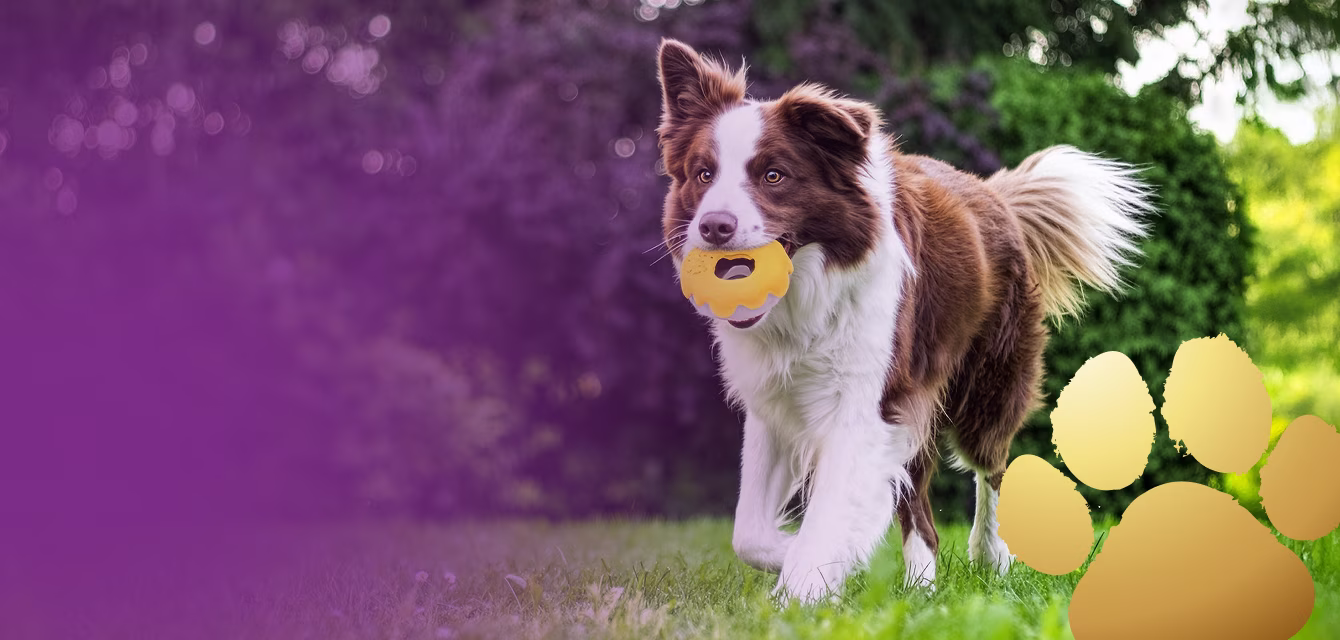 Dogatto - zdrowe i bezpieczne zabawki dla Twojego pupila