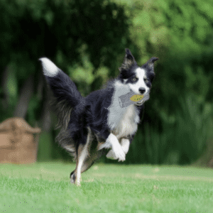 Zabawka dla psa Drzewko