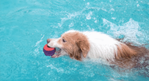 Zabawka dla psa Lato