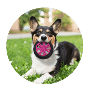 Zabawka dla psa Opona