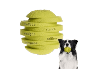 Zabawka dla psa Pomarańcza